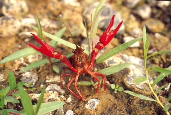 A red swamp crayfish on mud and rocks