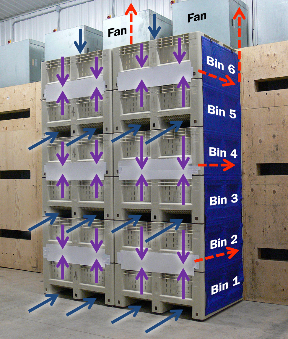 This serpentine horizontal/vertical airflow system has centrifugal fans inside metal housings above a plywood plenum. These fans pull refrigerated air through “hot” tree fruit in plastic bins. Each stack of six bins is independent. Three forklift openings across from wall slots are closed off with coverings. This compels cold air to enter through the remaining three open forklift openings and travel up or down through the fruit via slots in the bin floor. As the air warms (purple arrows), it is directed back into the storage room (red arrows) towards the evaporator coils to be re-cooled. Bins are tightly stacked so no air can short-circuit through the bins’ side vents. If stacks are missing, a tarp is installed to prevent short-circuiting. This tarp can be seen covering the sides of the right column of bins. The system shown here is under construction, as foam padding around the slots is to be installed.