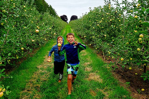 Photo of two children running between rows in an apple orchard.