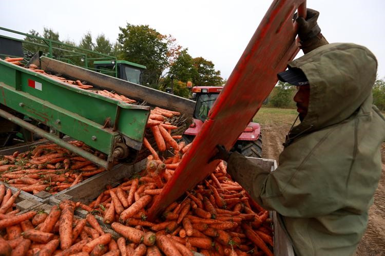 Photo of a worker directing carrots being unloaded from harvesting machinery.
