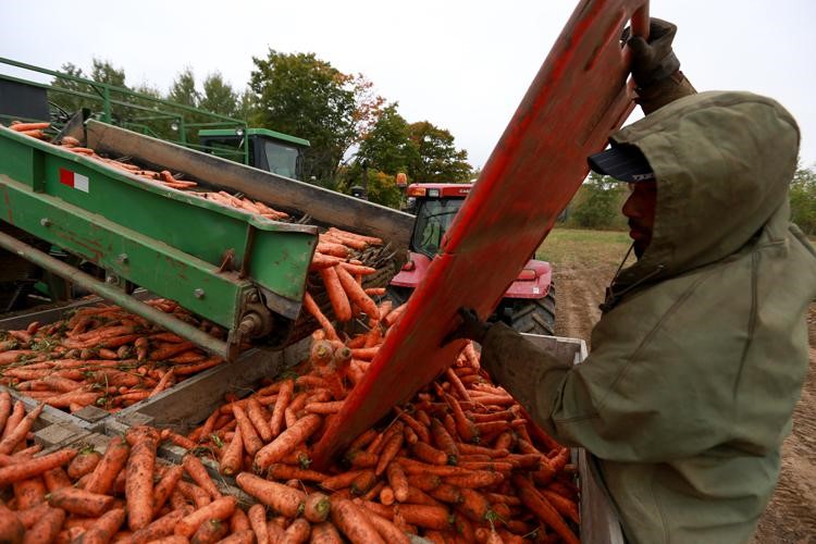 Photo of a worker directing carrots being unloaded from harvesting machinery.