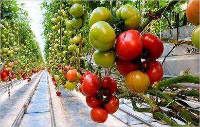 Photo of tomatoes hanging from vines in a greenhouse.