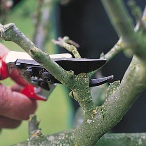 Close-up photo showing plant being pruned.