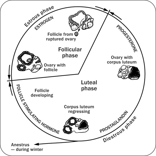 Diagram depicting the equine estrous cycle.