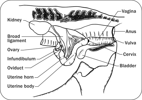 Diagram depicting the sagittal view of the mare reproductive structures.