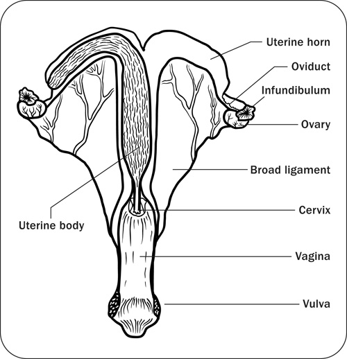 Diagram depicting the frontal view of the mare reproductive structures.