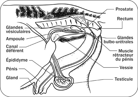 Croquis anatomique illustrant l'appareil reproducteur de l'étalon (vue sagittale).
