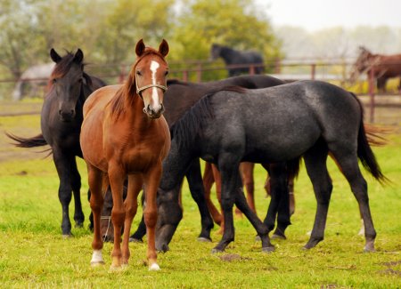Herd of horses on pasture