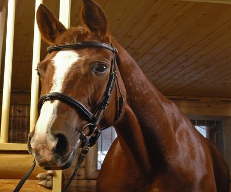 Horse wearing bridle standing in stable