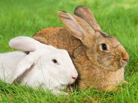 Photo montrant un lapin brun et un lapin blanc couchés côte à côte dans l'herbe.