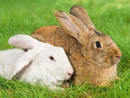 Brown and white rabbit lying together on the grass