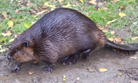 Photo d'un castor marchant le long de la berge boueuse d'une rivière.