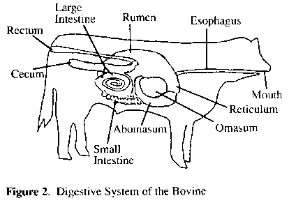 Digestive system of the bovine