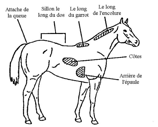 Diagramme des parties visées par l'indice d'état de chair (Adapté de Henneke et al. 1981, Texas A&M)