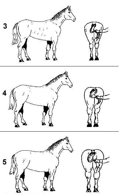Évaluation de l'état de chair (adapté de Carroll, C.L., et Huntington, P.J., Body condition Scoring and Weight Estimation of Horses)