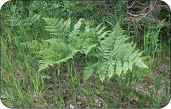 Bracken fern can grow in a variety of conditions, unlike other ferns.