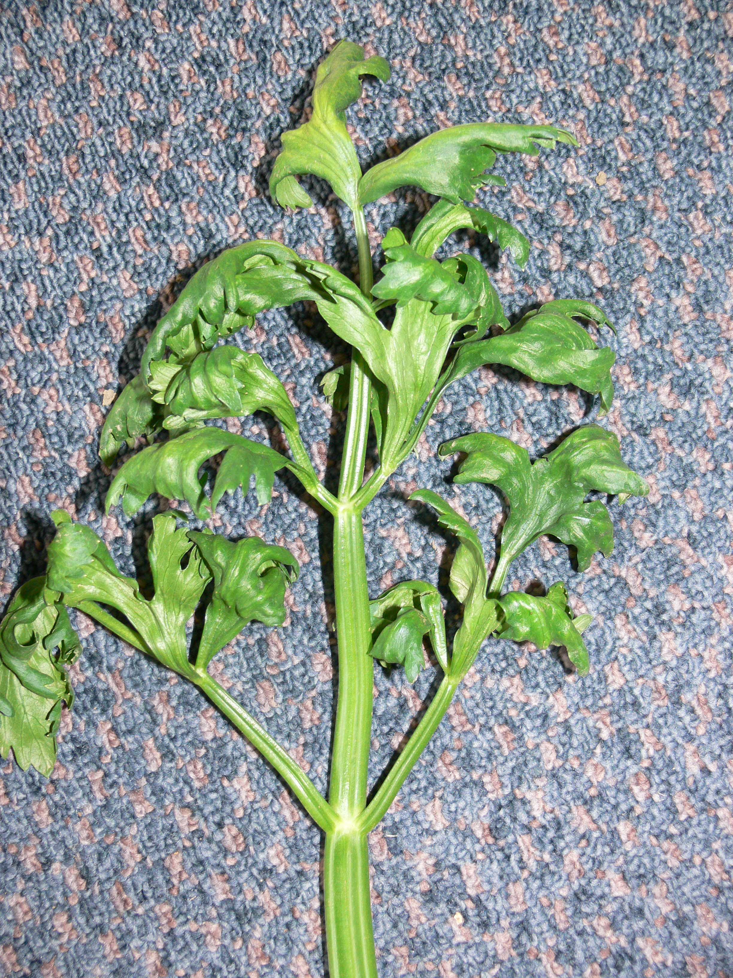 Single stalk of celery with curled leaves