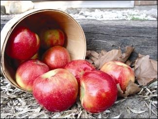Honeycrisp™ apples are inherently large, with a unique and distinctly crisp texture. When sufficiently thinned, it takes very few apples to fill smaller containers.