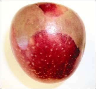 Soft scald develops in storage on over mature fruit or when stored at low temperatures.