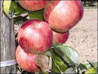 Honeycrisp is a bi-colour apple that develops more red in cooler regions.