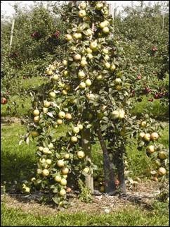 Heavily cropped Honeycrisp trees produce poorly coloured, low quality fruit. Judicial thinning is essential.