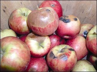 Honeycrisp is very prone to storage disorders, including storage rots. Preharvest fungicidal treatment is highly recommended for extended storage.