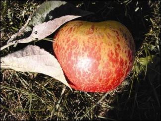 Characteristic netting of Honeycrisp caused by mildew.
