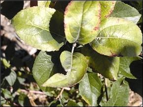 Interveinal chlorosis and leaf blotchiness are common leaf characteristic of light-cropping Honeycrisp trees.