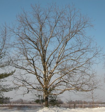 Typical Form of a Mature Walnut or Butternut Tree