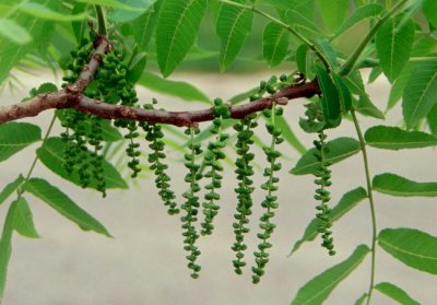 Male flowers or catkins release pollen in spring.