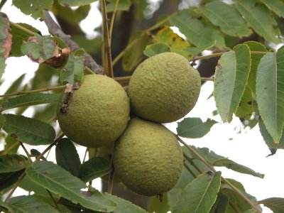 Cluster of Black Walnut fruit.