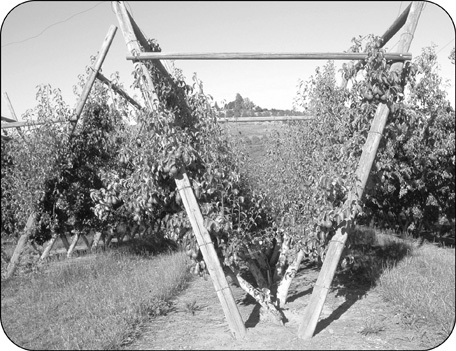 Arbres avec conduite en V.