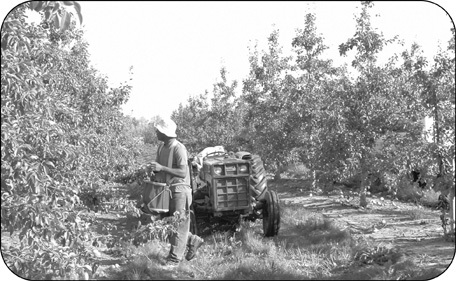 Harvest of Central Leader system.