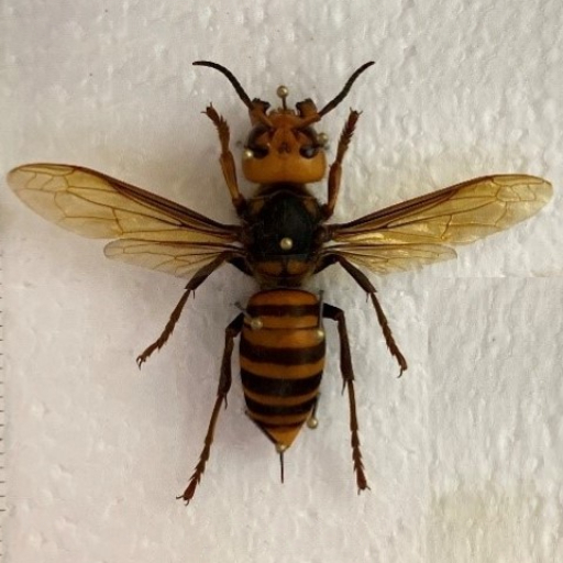 Northern giant hornet