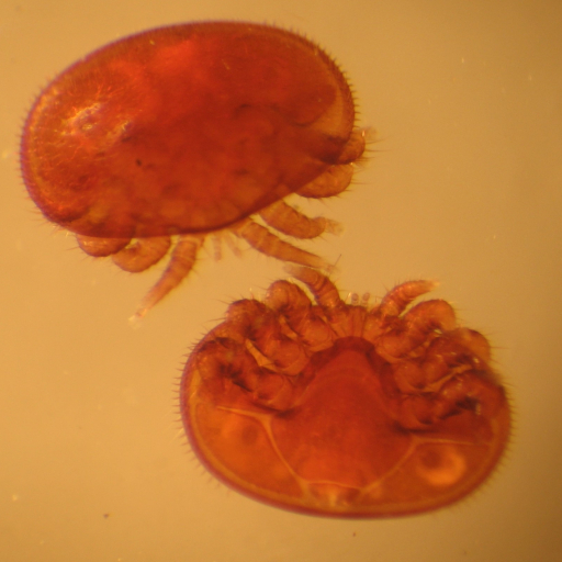 Varroa mites