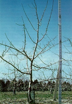 Six-year-old Empire/M.26 EMLA tree showing the good central-leader and scaffold-limb development available in trees of good vigour when corrent training and pruning methods are used.