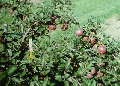 A 5-year-old Empire/M9/MM106 interstem tree that lost its central leader because fruit were not removed the previous year.