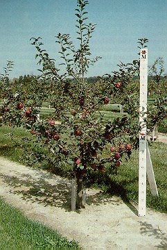 Proper regulation of cropping in a 4-year-old Empire/M26 tree.