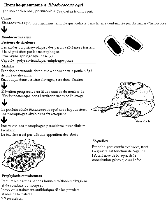 Illustration schématique de Rhodococcus equi. Les bactéries Rhodococcus equi sont représentées par des rectangles noirs à l'intérieur d'une cellule phagocytaire du poumon d'un poulain. La plupart des médicaments antibactériens ont du mal à agir contre ces bactéries puisqu'elles sont à l'abri dans les cellules phagocytaires. L'immunité est lente à se développer.