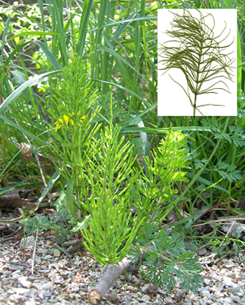 Sterile stem of Equisetum arvense