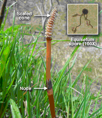 Fertile stem of Equisetum arvense