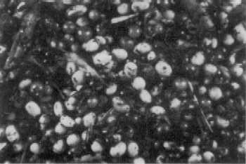 Soybeans contaminated with nightshade berries.