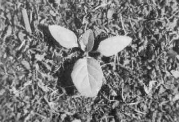 Seedling of eastern black nightshade.