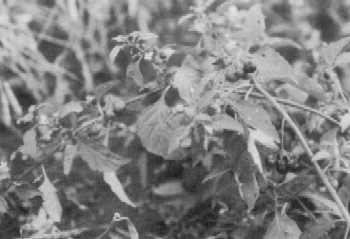 Mature eastern black nightshade with numerous green and black berries.
