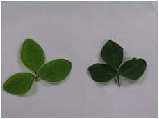 À gauche — Feuille trifoliée de soya dont la teinte vert pâle trahit une carence en azote. À droite — Feuille trifoliée de soya saine ne présentant aucun symptôme de carence en azote.