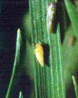 Adult leafhopper with 4th instar nymph.