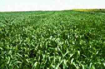 Winter wheat.