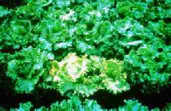 Aster yellows on lettuce.