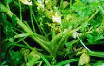 Aster yellows on celery.