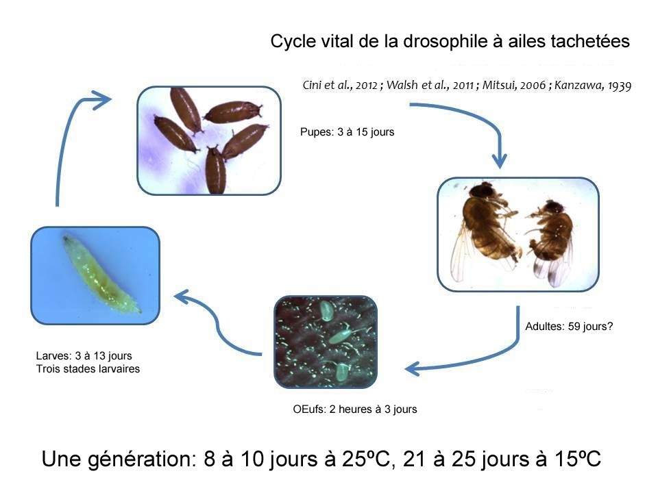 Cycle vital de la drosophile à ailes tachetées.